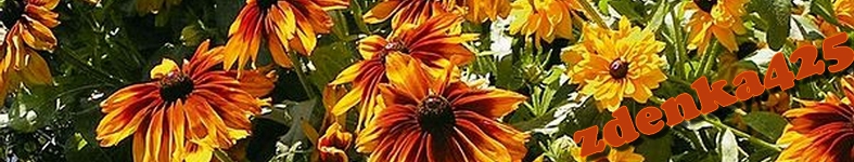 Banner profilu