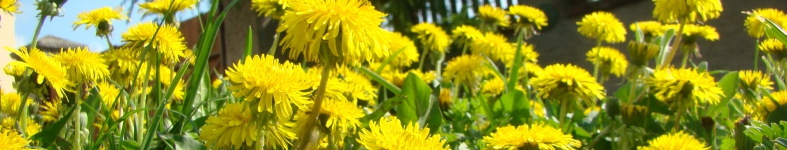 Banner profilu