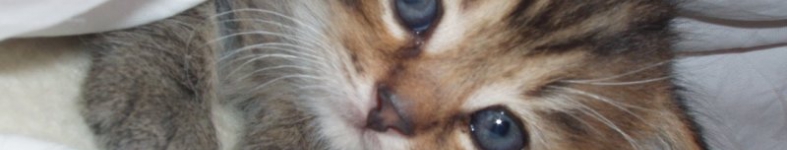 Banner profilu