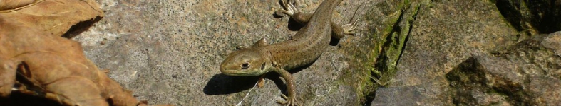 Banner profilu