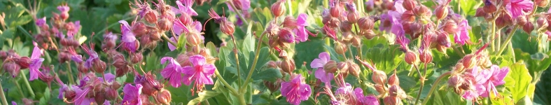 Banner profilu