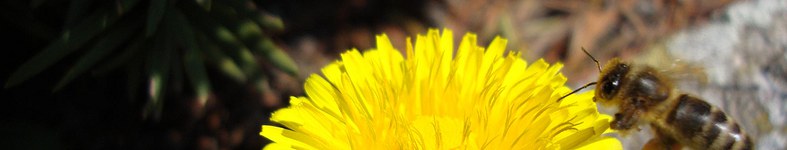 Banner profilu