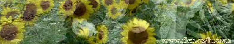 Banner profilu