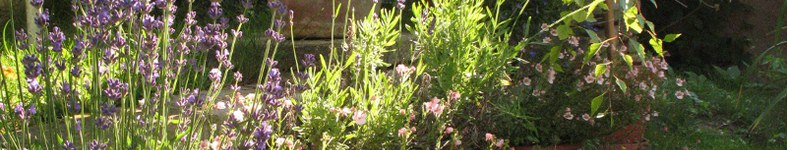 Banner profilu