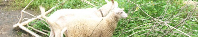 Banner profilu