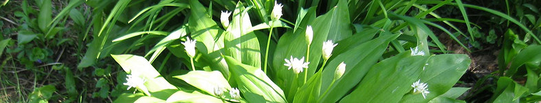 Banner profilu