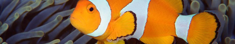 Banner profilu
