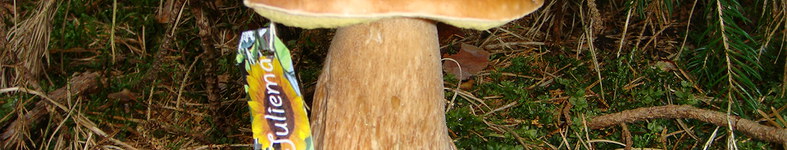 Banner profilu