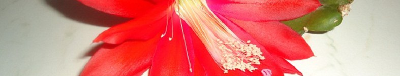 Banner profilu