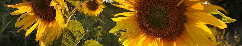 Banner profilu