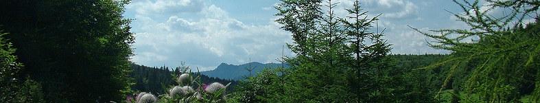 Banner profilu