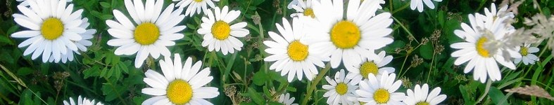 Banner profilu