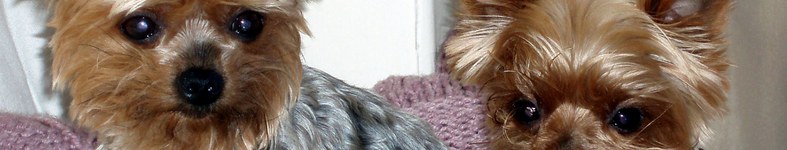 Banner profilu