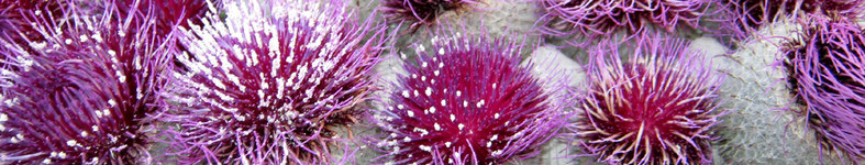Banner profilu