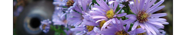 Banner profilu