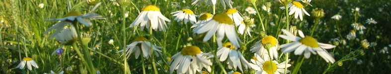 Banner profilu