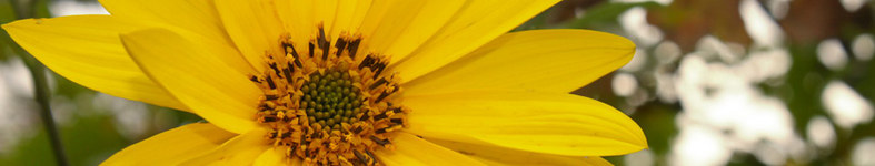 Banner profilu