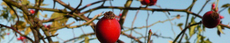 Banner profilu