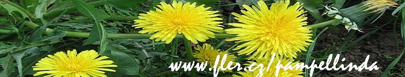 Banner profilu