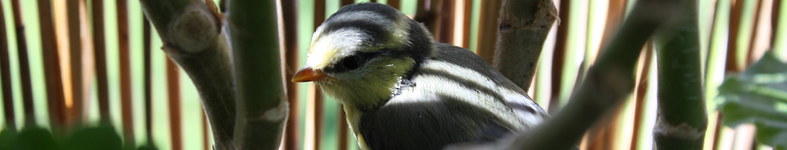Banner profilu