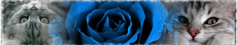 Banner profilu