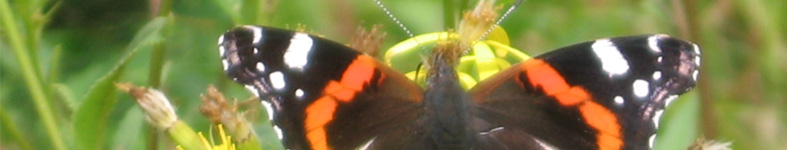Banner profilu