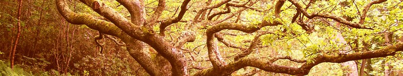 Banner profilu