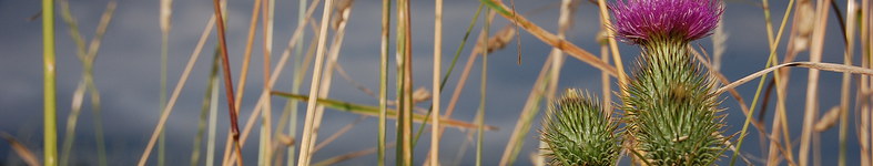 Banner profilu