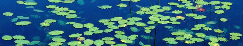 Banner profilu