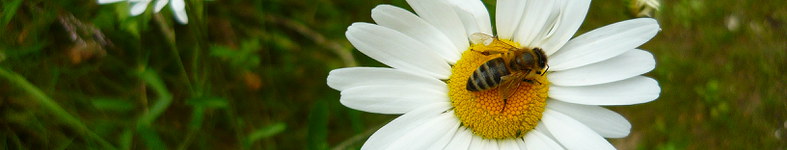 Banner profilu