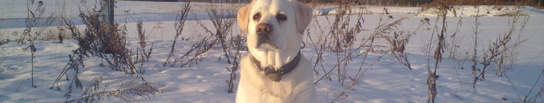 Banner profilu