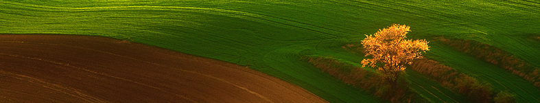 Banner profilu