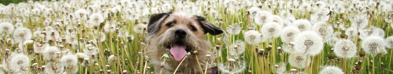 Banner profilu