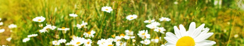Banner profilu