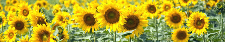 Banner profilu