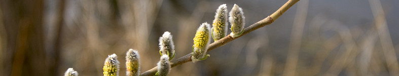 Banner profilu