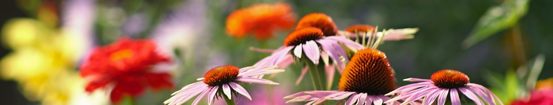 Banner profilu