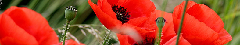 Banner profilu