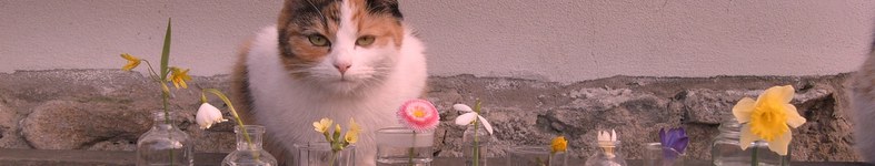 Banner profilu