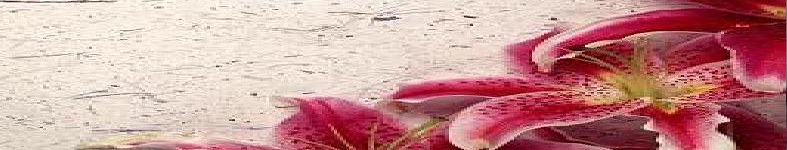 Banner profilu