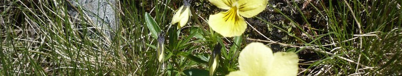 Banner profilu
