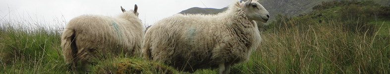 Banner profilu