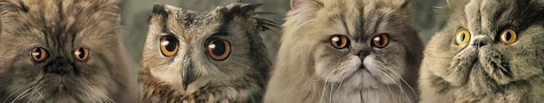 Banner profilu