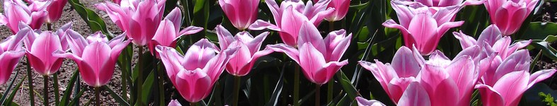 Banner profilu