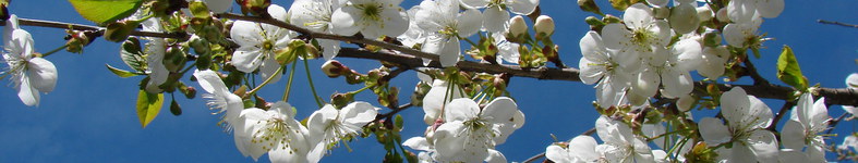 Banner profilu