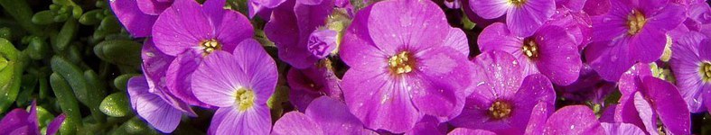 Banner profilu