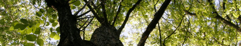 Banner profilu