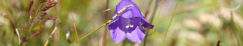 Banner profilu