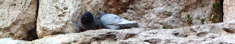 Banner profilu