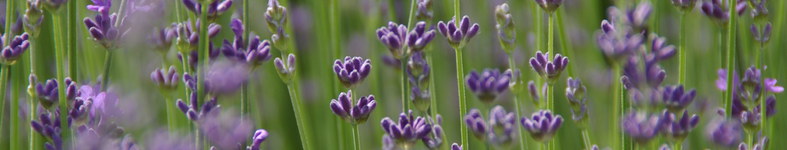 Banner profilu